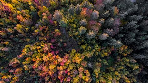 Aerial view of a forest in autumn, Gingins, Vaud Canton, Switzerland | Manzara, Manzara ...