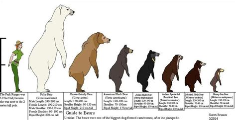 How Tall is a Polar Bear - Polar Bear Height - Zooologist