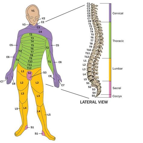 Diagram | Spinal Cord Injury | Pinterest | Spinal Cord Injury and Cords