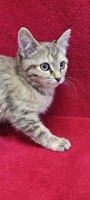 ⭐️ Little Tabby Kitten at Apple Valley Animal Shelter⭐️ (this shelter ...