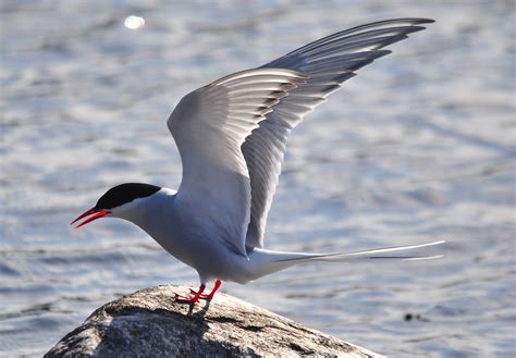 Blogbirder: Arctic Terns; Breeding Colony at Vasterhamn; Landsort