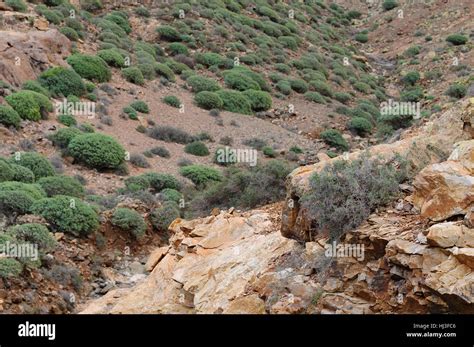 canary islands, volcanoes, scenery, countryside, nature, vulcan ...