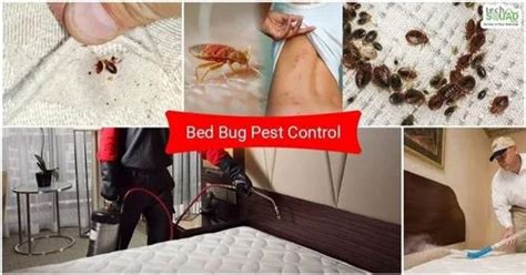 Bed Bugs Pest Control Services at Rs 3/sq ft in New Delhi | ID ...