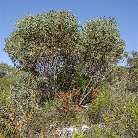 Rock Mallee / Limestone Mallee (Eucalyptus petrensis) – Honkey Nuts