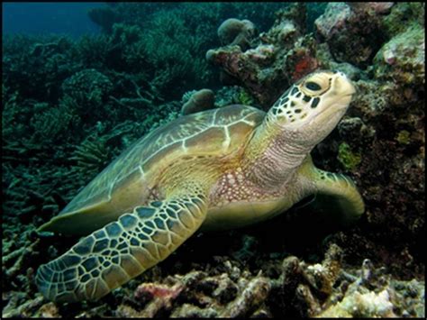 Populasi Penyu Hijau di Pantai Sukabumi Menipis, Apa Upaya Pemerintah ...