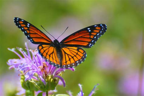 butterfly, Nature, Insects, Macro, Zoom, Close up, Wallpaper Wallpapers HD / Desktop and Mobile ...