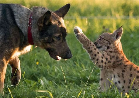 Dog Adopts Three Lynx Cubs | Animals