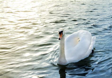 Mute Swan on Body of Water · Free Stock Photo