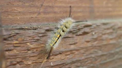 Tussock moth caterpillars can cause rash, experts say