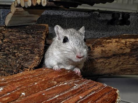 Common Diseases in Gerbils - I Love My Gerbil