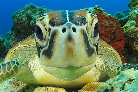 Why Sea Turtles are Important for a Healthy Ocean