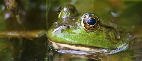 Bullfrog - A-Z Animals