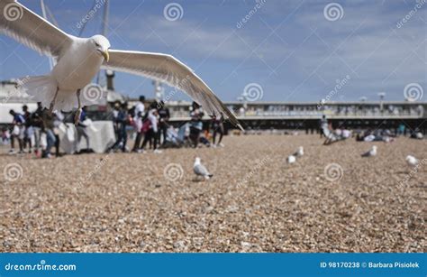 Seagulls on the Beach - a Closeup. Stock Photo - Image of inthesun, lookingup: 98170238