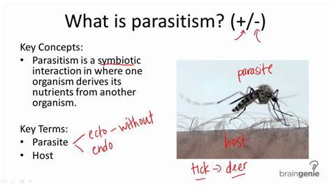 15.2.6 What is parasitism - YouTube