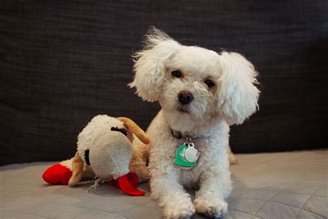 Maltese Poodle Mix: Perfect Blend of Charm & Cuteness