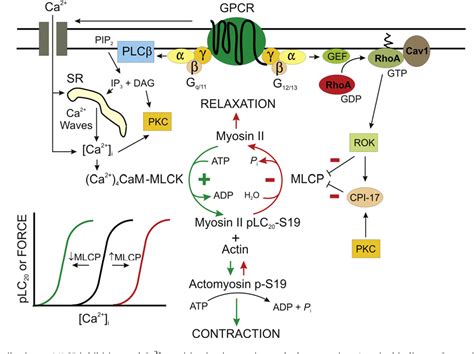 Figure 1 from Role of myosin light chain kinase and myosin light chain phosphatase in the ...