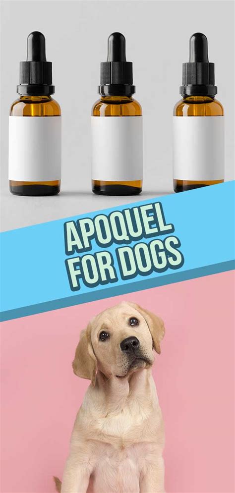 Apoquel For Dogs - Apoquel Uses, Side Effects And Dosage Explained (2022)