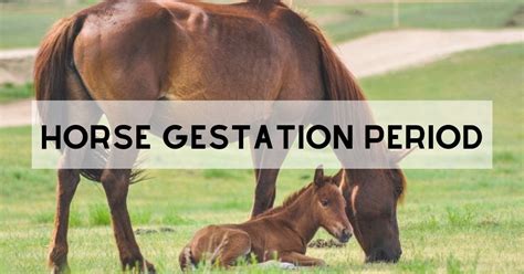 The Horse Gestation Period (yes, It's LONG) - I Love Veterinary