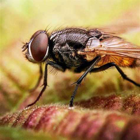 8 Tips For Incredible Insect Macro Photography On iPhone