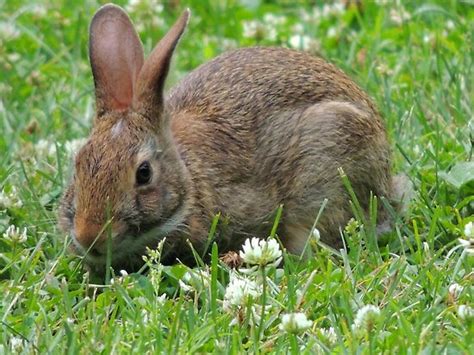 "Bunny Rabbit eating Grass " by msqrd2 | Redbubble