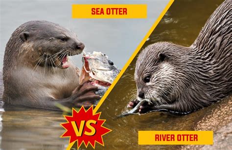 River Otter Vs. Sea Otter: 10 Fundamentals Keys - Earth and Human