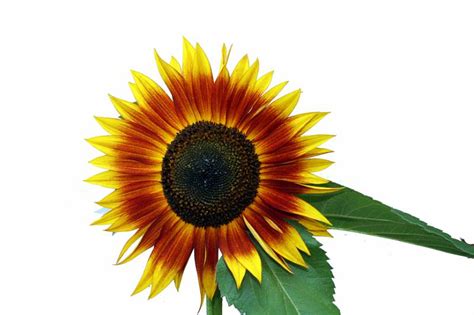 Sunflower 10