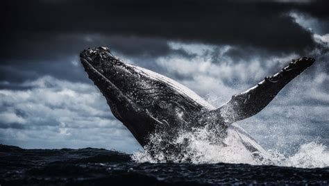 Download Breaching Whale Animal Humpback Whale 4k Ultra HD Wallpaper