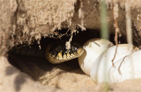 Snake Eggs Hatching