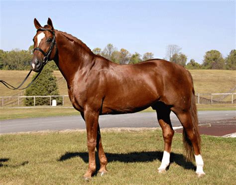 Hanoverian Horse Info, Origin, History, Pictures