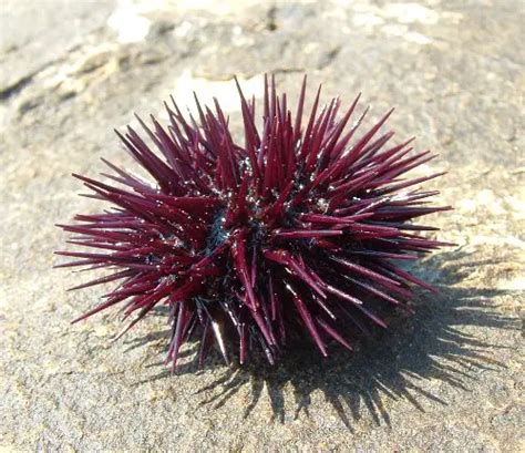 10 Interesting Sea Urchin Facts | My Interesting Facts