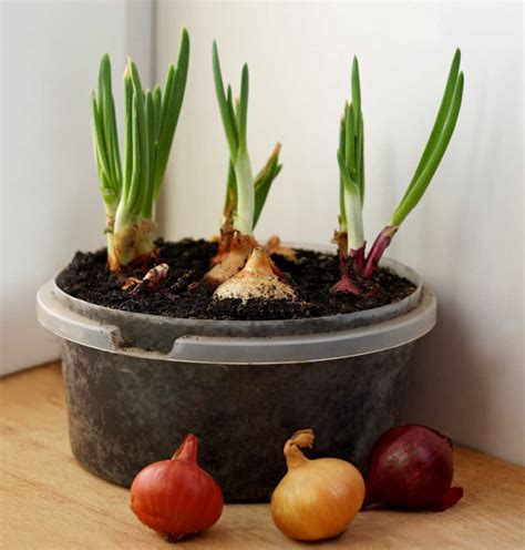 Growing Onions at Home - Planting Onion Sets - Harvesting Onions