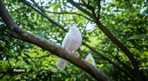 New bird brain study shows evolving a big brain depends on having ‘good’ parents | Health News ...