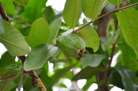 10 Top Benefits, Uses & Side Effects Of Guava Leaves For Skin, Hair ...