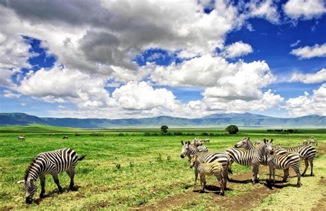 Ngorongoro Conservation Area, Tanzania | Tickets & Tours - 2024