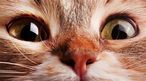 Gatos cats salvapantallas wallpaper HD 4K 074 | Cat wallpaper, Shocked ...