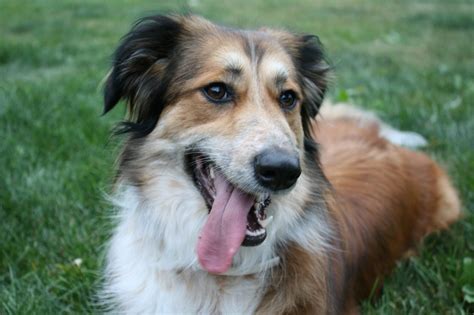 27 Best Australian Shepherd Mixes (MIXED AUSSIES)