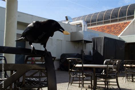 crow feeding Stock Photo | Adobe Stock