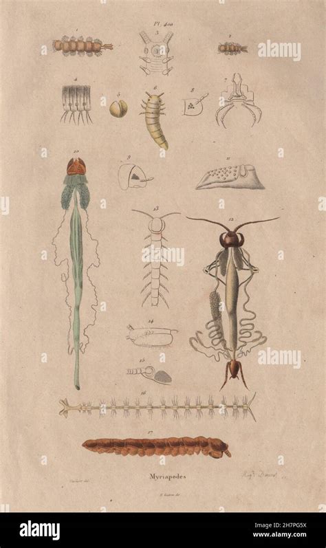 MYRIAPODS ANATOMY: Myriapoda. Arthropods, antique print 1833 Stock ...