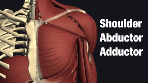 Shoulder abduction and adduction muscles - YouTube