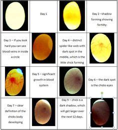 incubation period chicken egg photo at 14 days - Saferbrowser Image ...