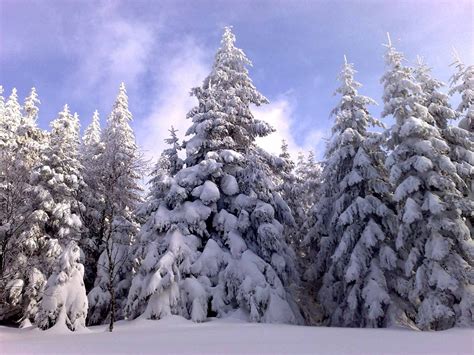 Ancient Bohemian Forest Known as Šumava Where Celts Once Roamed