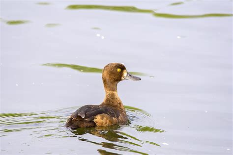 Tufted Duck (female) | BirdForum