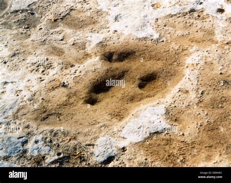 Dinosaur Tracks Texas Stock Photo - Alamy