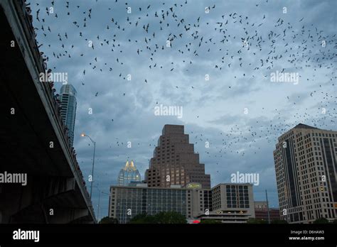 Austin bridge bats hi-res stock photography and images - Alamy