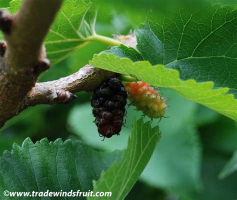 Black Mulberry - Morus nigra - Seeds