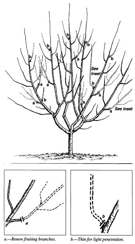 Pruning Dwarf Cherries: Spanish Bush System | Cloud Mountain Farm ...