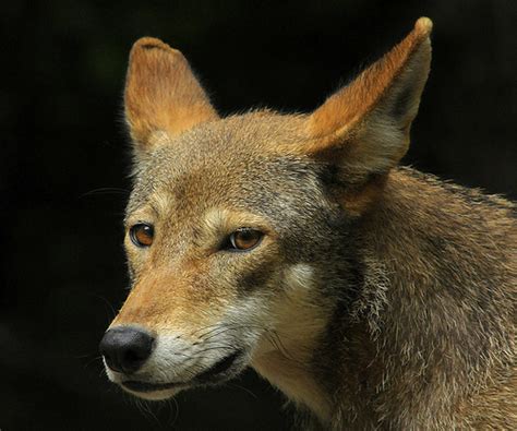 Cute Endangered Animal: Red Wolf – Mother Jones