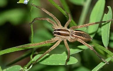 What Texas Wolf Spiders Eats And Other Spider-Related Facts ...