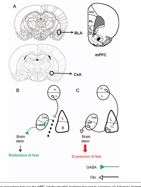 Figure 1 from Medial Prefrontal Cortex | Semantic Scholar