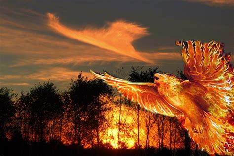 Mythical Fiery Bird Phoenix In Mythologies Of Many Ancient Cultures ...